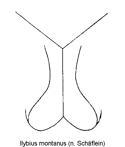 ilybius_montanus_hbr.gif