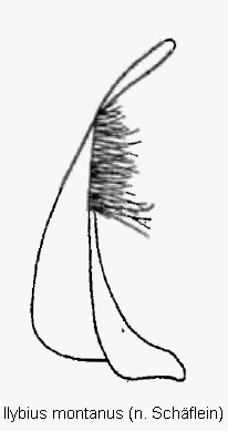ilybius_montanus_pm.gif
