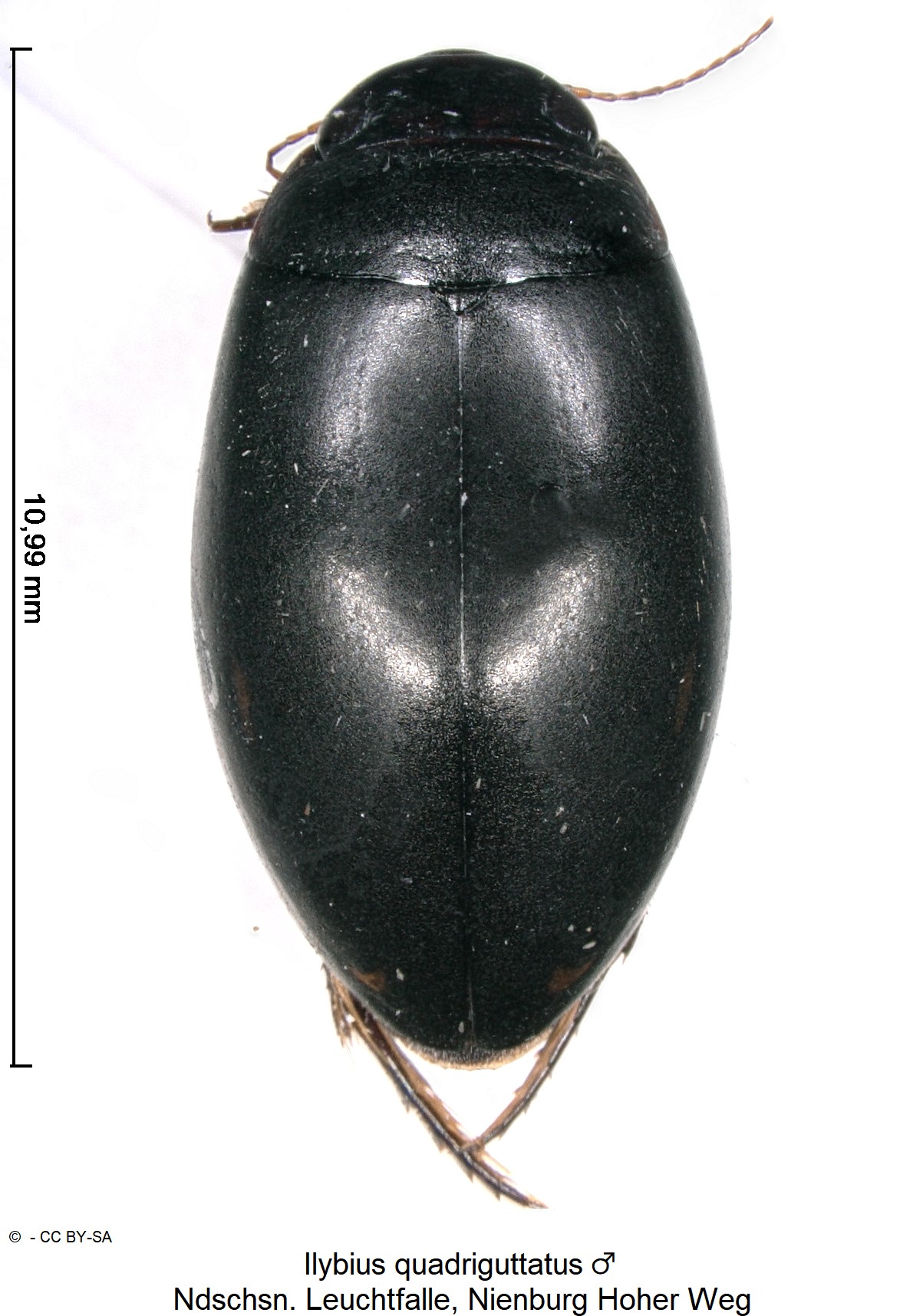 ilybius_quadriguttatus_m_ck36246815_hab.jpg