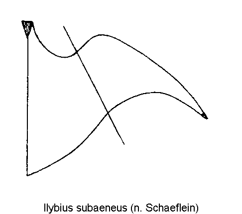 ilybius_subaeneus_hbr.gif
