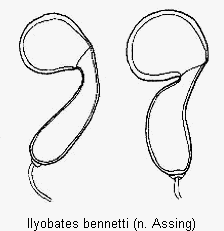 ilyobates_bennetti_sperm.gif