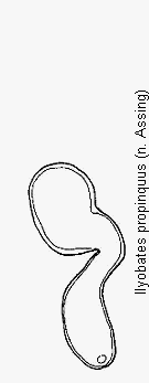 ilyobates_propinquus_sperm.gif