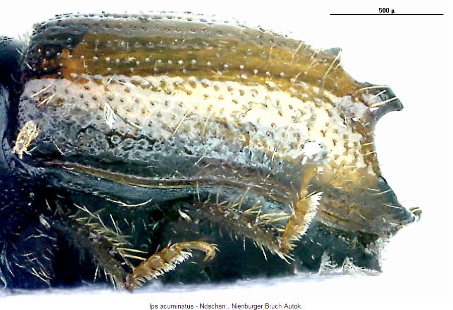 ips_acuminatus_sa.jpg