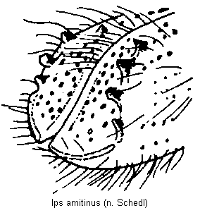 ips_amitinus_fld.gif