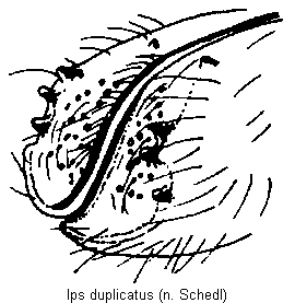 ips_duplicatus_fld.gif