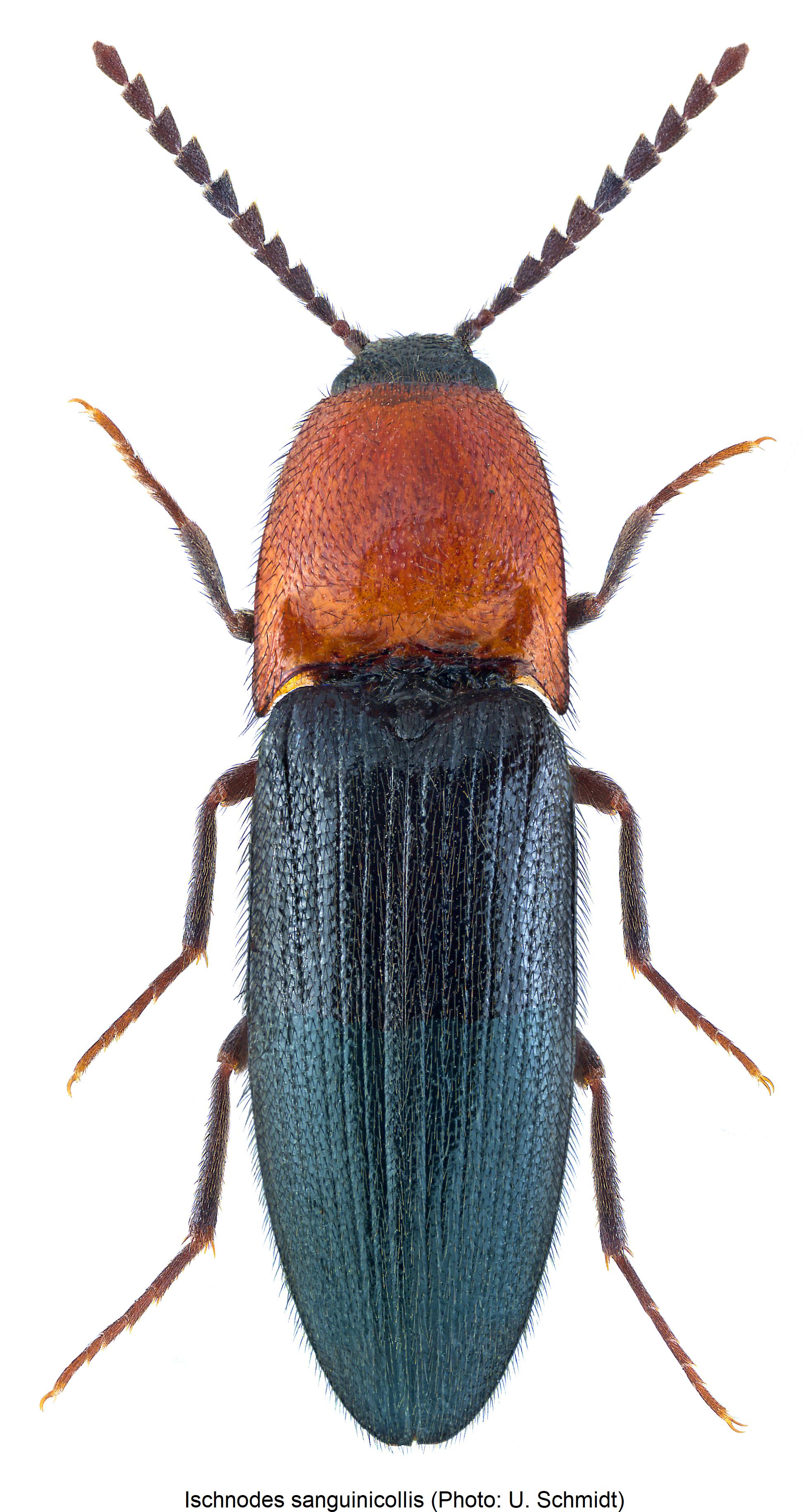 ischnodes_sanguinicollis_hab.jpg