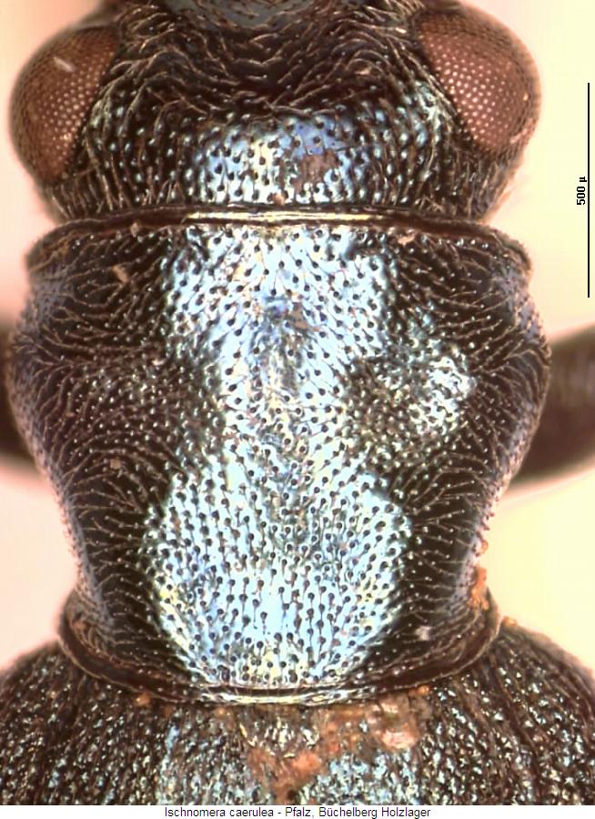 ischnomera_caerulea_hsch.jpg