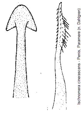 ischnomera_cinerascens.jpg