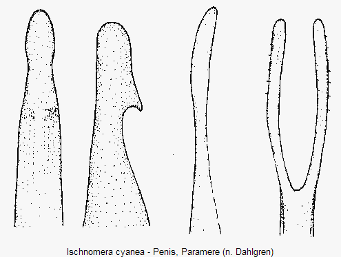ischnomera_cyanea.gif