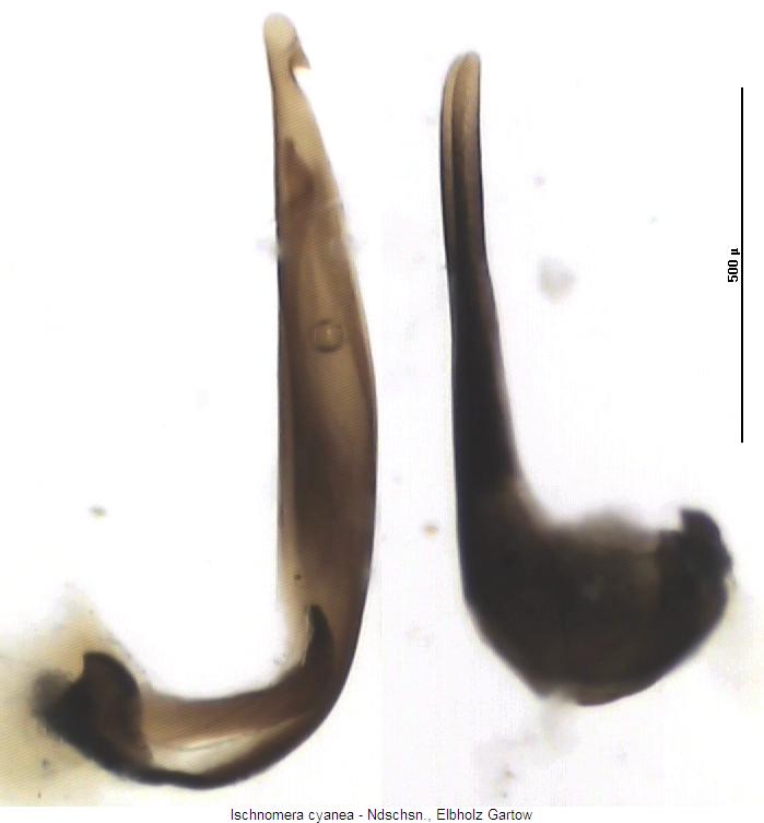 ischnomera_cyanea2.jpg