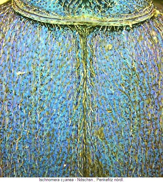ischnomera_cyanea_fld.jpg