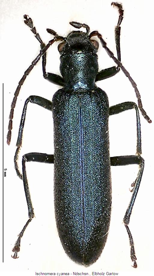 ischnomera_cyanea_hab.jpg