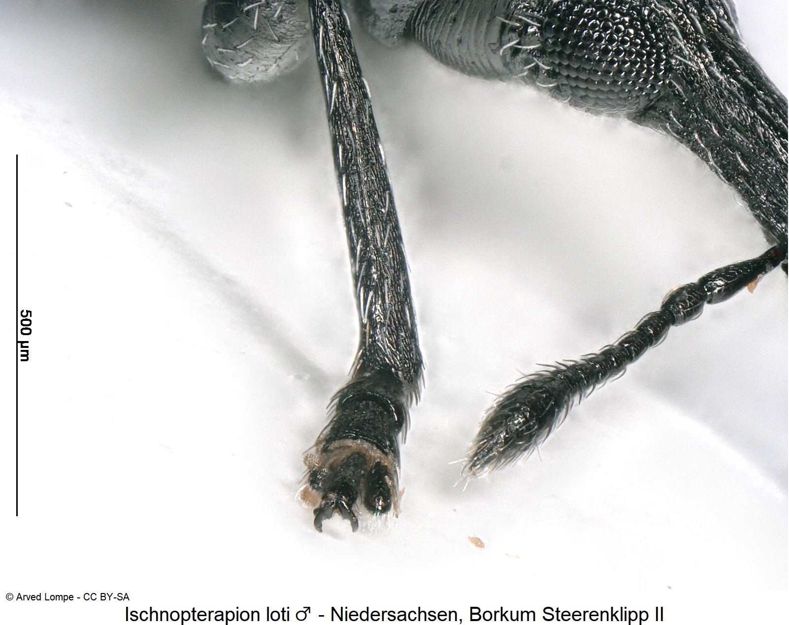 ischnopterapion_loti_m_ck33127880_details.jpg
