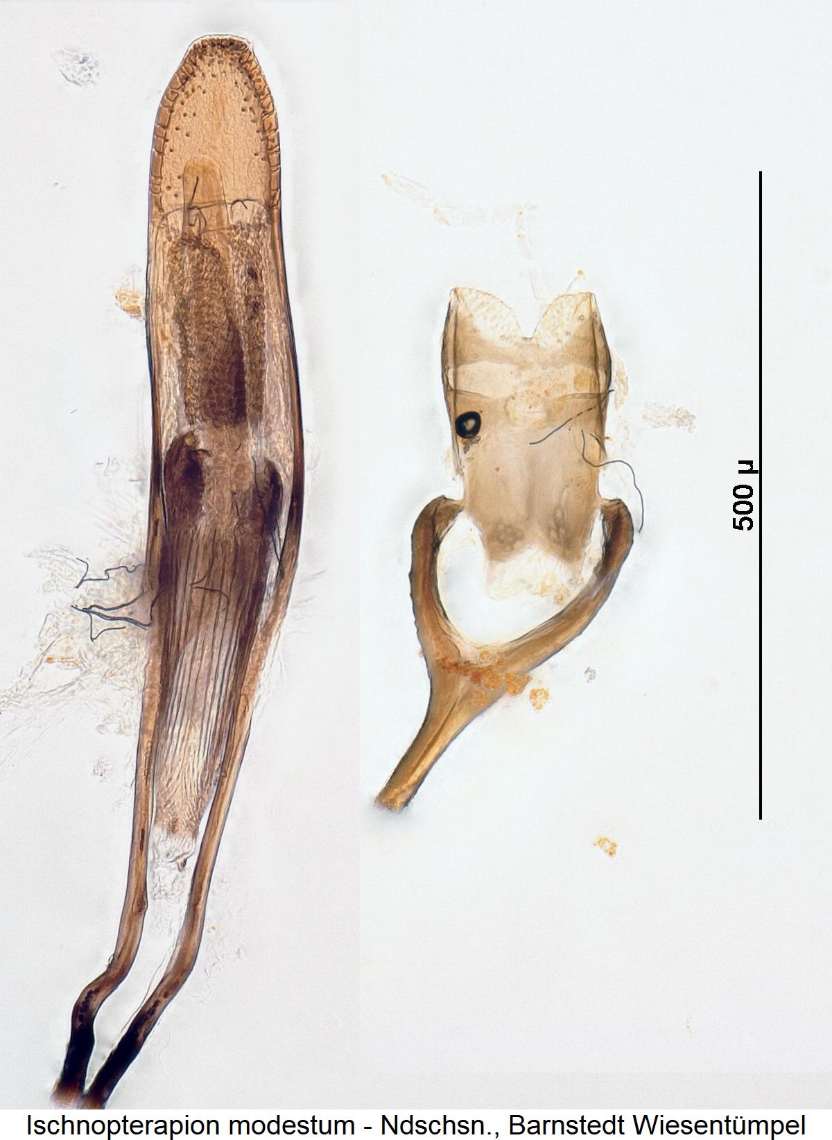 ischnopterapion_modestum.jpg