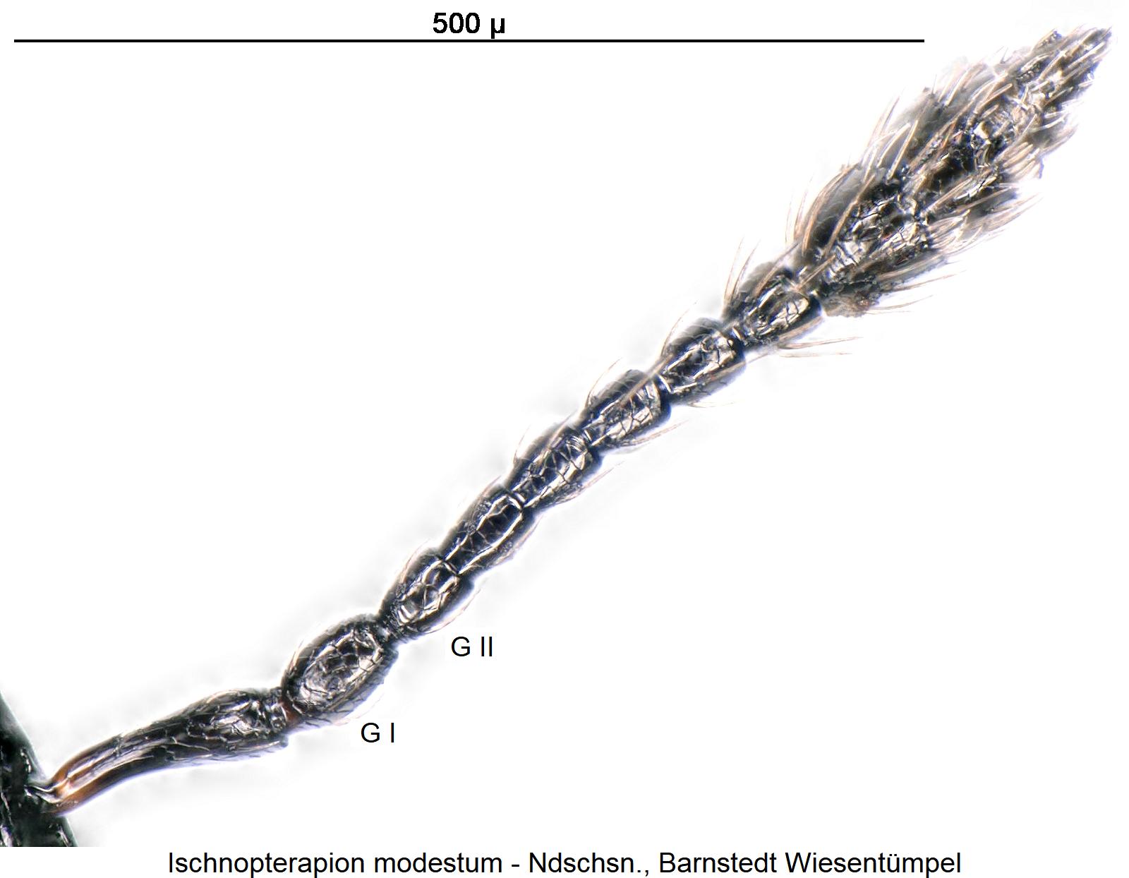ischnopterapion_modestum_f.jpg