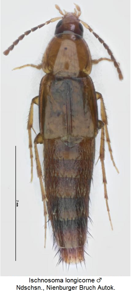 ischnosoma_longicorne_hab.jpg