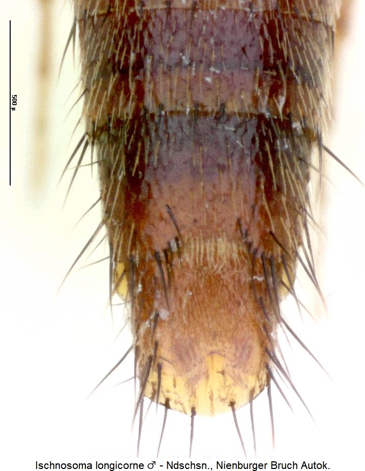 ischnosoma_longicorne_ster.jpg