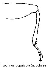 isochnus_populicola_hschl.gif