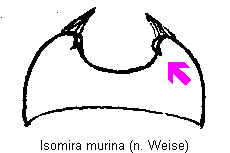 isomira_murina_sternit6.gif