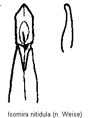 isomira_nitidula.gif