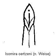 isomira_oertzeni.gif