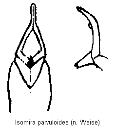 isomira_parvuloides.gif