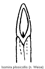 isomira_pilosicollis.gif