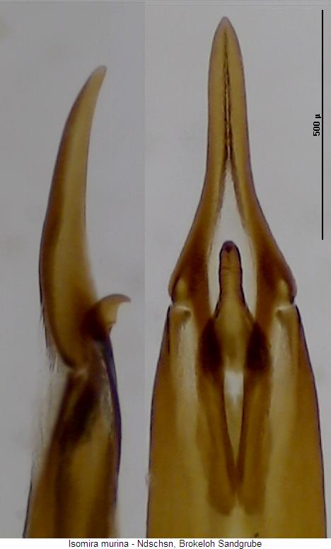 isomira_thoracica_det.jpg