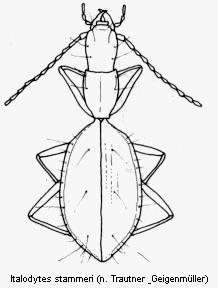 italodytes_stammeri_hab.jpg