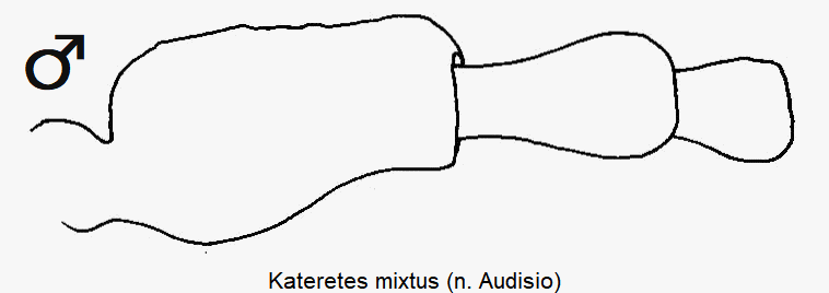 kateretes_mixtus_f.gif