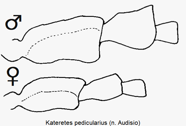 kateretes_pedicularius_f1.gif