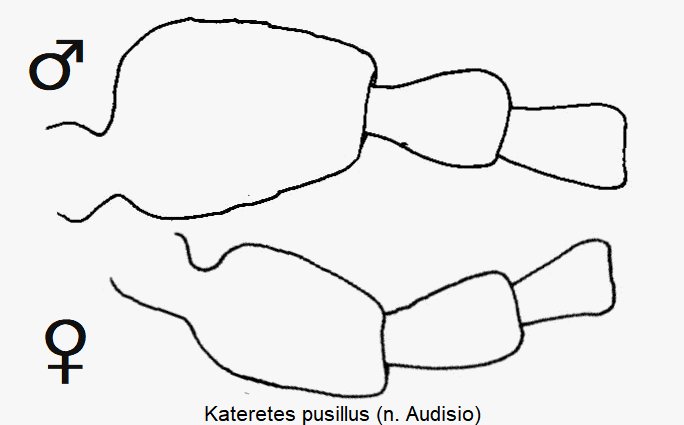 kateretes_pusillus_f1.gif