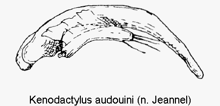 kenodactylus_audouini.gif