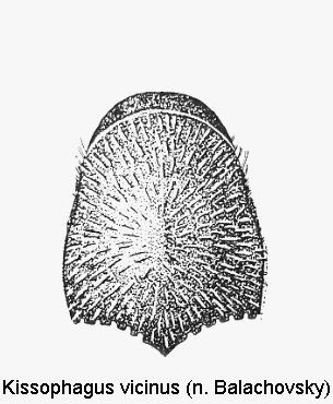 kissophagus_vicinus_vk.gif