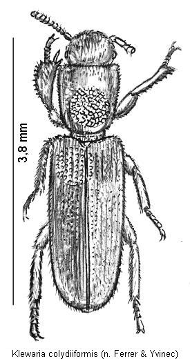 klewaria_colydiiformis_hab.jpg