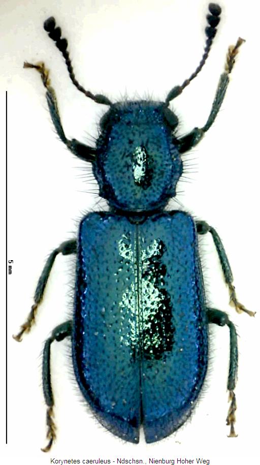 korynetes_caeruleus_hab.jpg