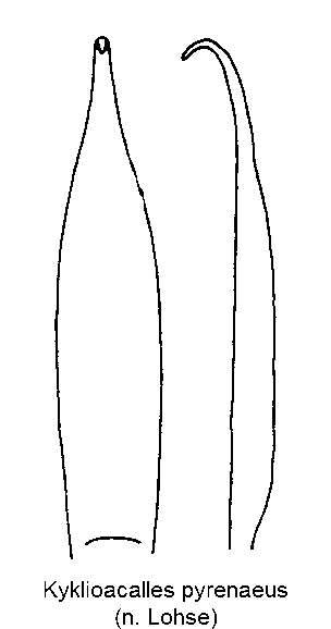 kyklioacalles_pyrenaeus.gif