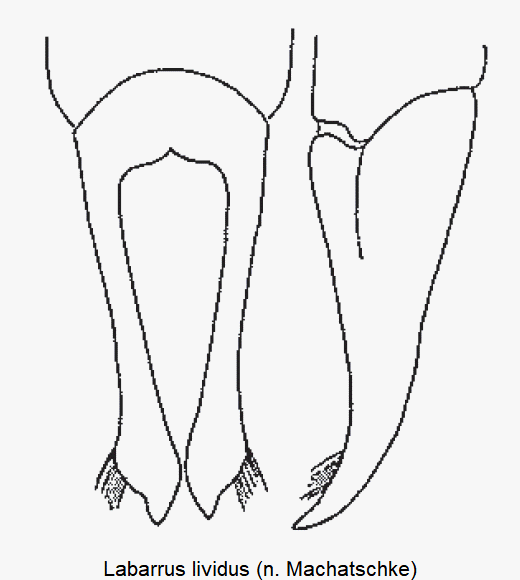 labarrus_lividus.gif