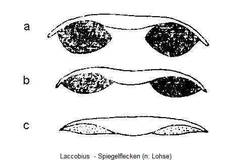 laccobius__ol.jpg