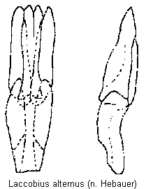 laccobius_alternus.gif