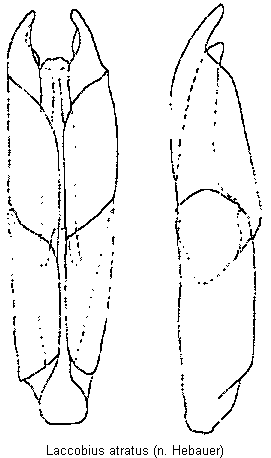 laccobius_atratus.gif