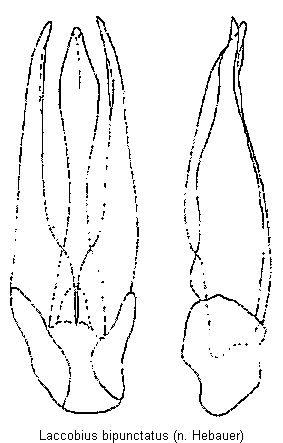 laccobius_bipunctatus.gif