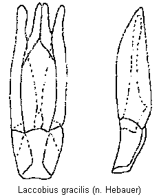 laccobius_gracilis.gif