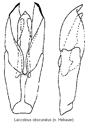 laccobius_obscuratus.gif