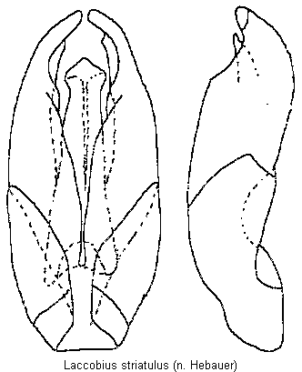 laccobius_striatulus.gif