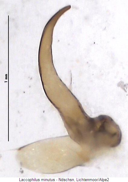 laccophilus_minutus2.jpg