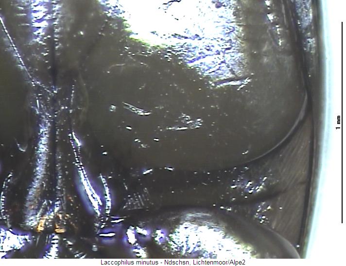 laccophilus_minutus_hbr.jpg