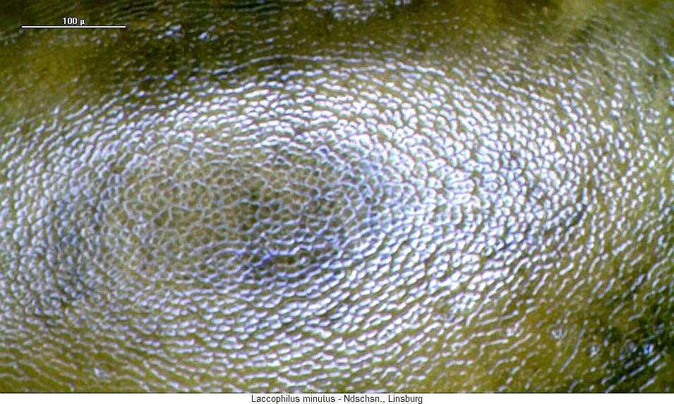 laccophilus_minutus_ms.jpg