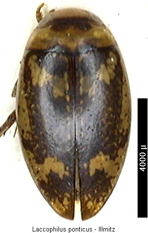 laccophilus_ponticus_hab.jpg