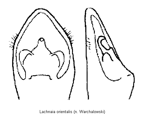 lachnaia_orientalis.gif